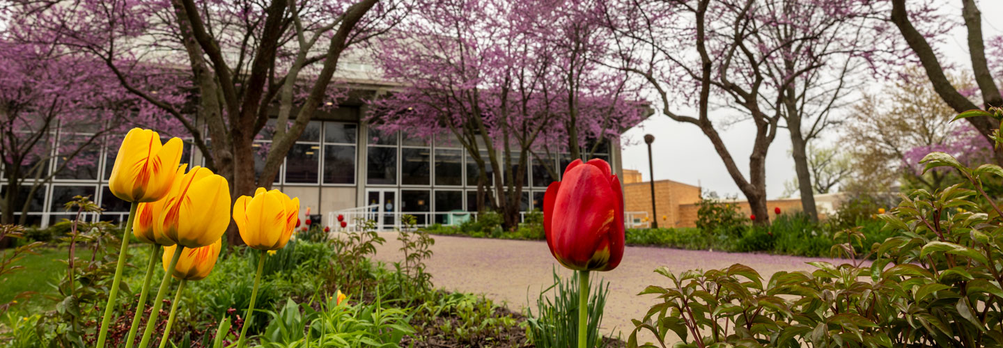 tulips ina foreground of the campus in the spring/early summer